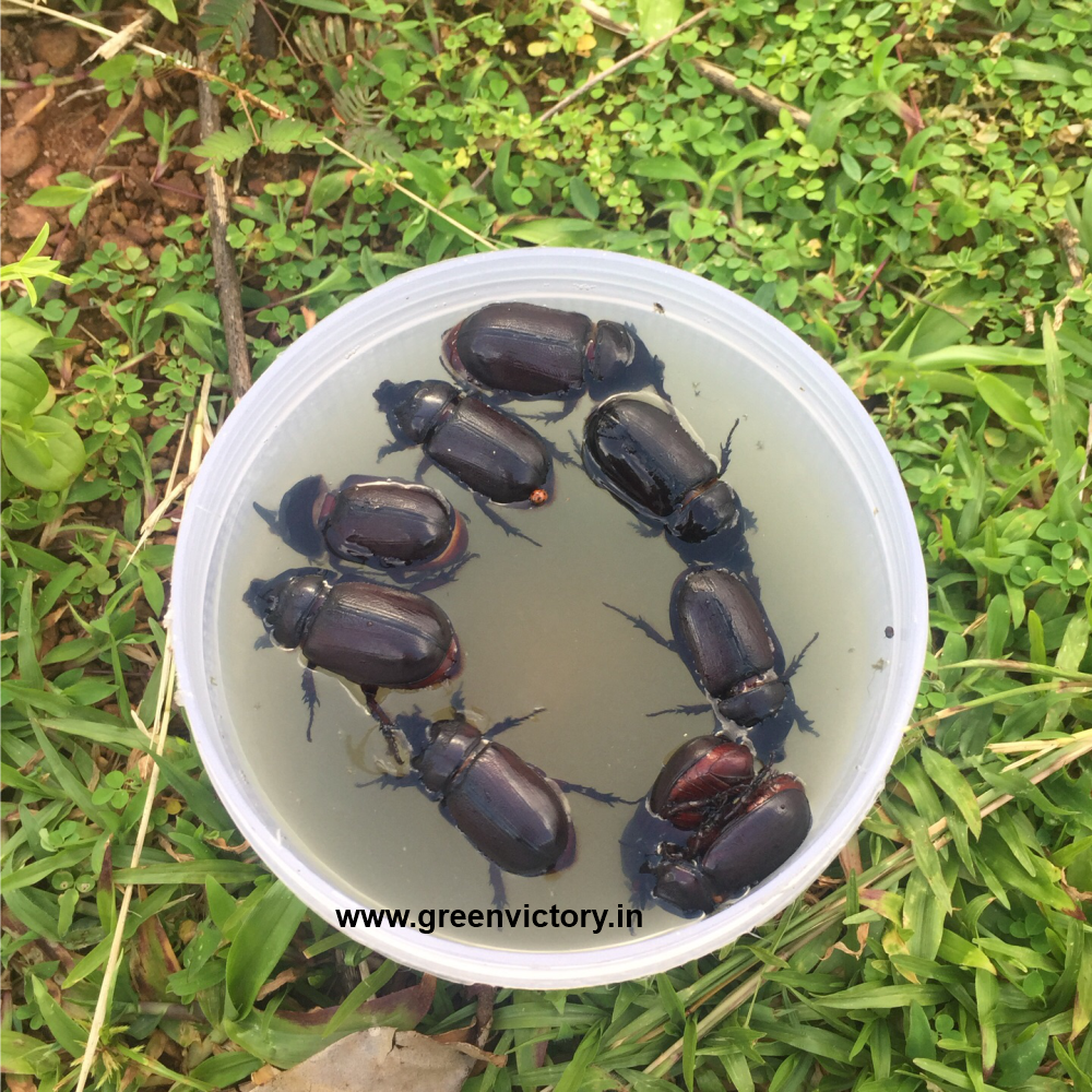 RHINOCEROS BEETLE PHEROMONE & TRAP