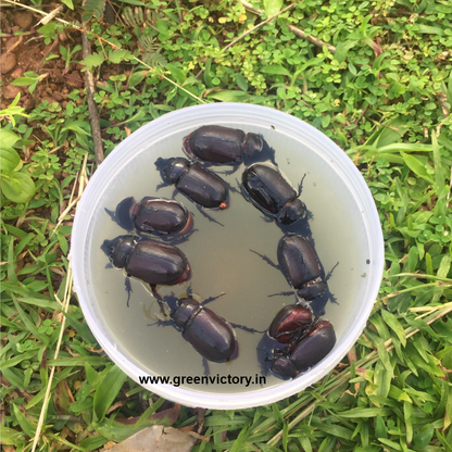 RHINOCEROS BEETLE PHEROMONE & TRAP