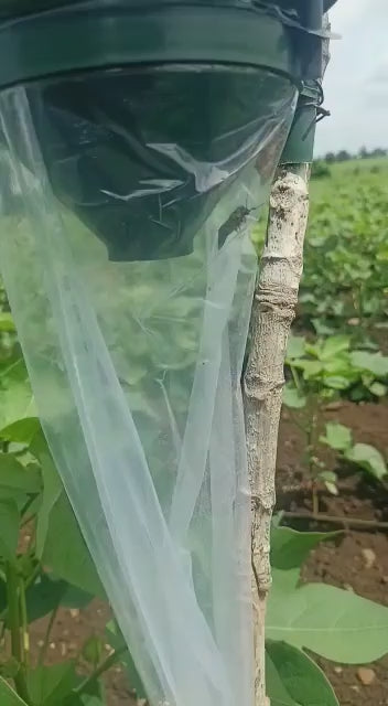 Funnel Trap with Helicoverpa armigera