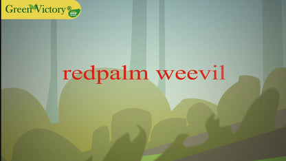 RED PALM WEEVIL PHEROMONE & TRAP