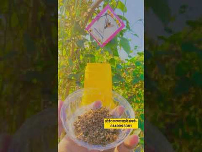 Fruit fly trap With Dorsalis lure