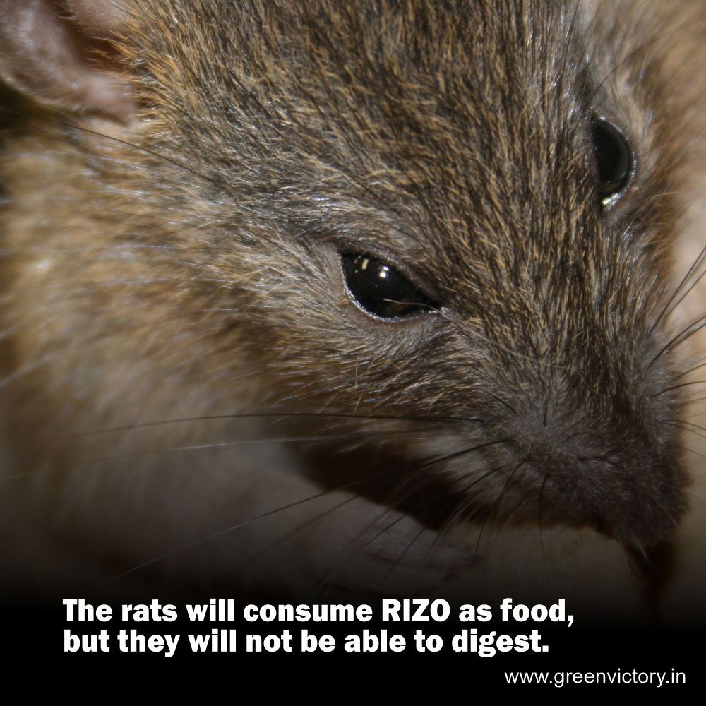 Rizo Natural Rodent Bait – Safe, Effective, and Odor-Free Indoor Rodent Control