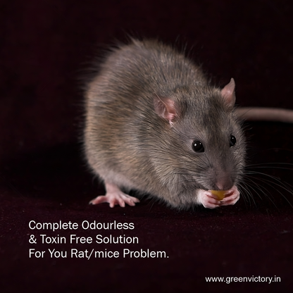 Rizo Natural Rodent Bait – Safe, Effective, and Odor-Free Indoor Rodent Control
