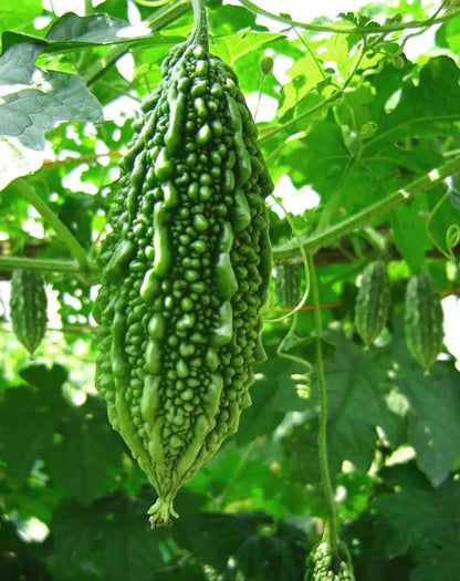 Shine Seeds Bitter gourd F1 Ajanta