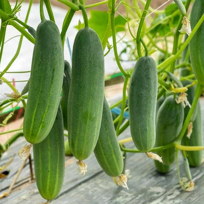 Shine seeds Cucumber F1 Saloni