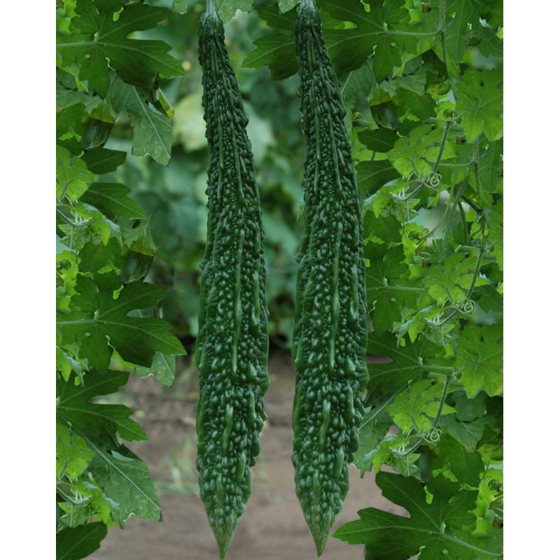 Shine seeds Bitter gourd F1 luca(Imported)