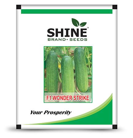 Shine Seeds Cucumber F1 Wonder Strike
