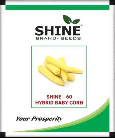 Shine seeds hybrid baby corn 60