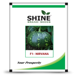Shine Seeds Pumpkin F1 Nirvana