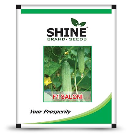 Shine seeds Cucumber F1 Saloni