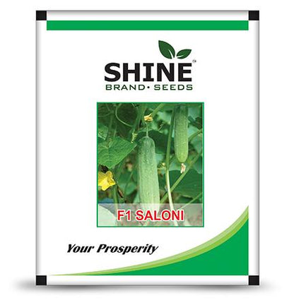 Shine seeds Cucumber F1 Saloni