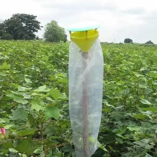 Pheromone traps and  Diaphania indica Lures (pack of 10 Traps and 10 Lures).